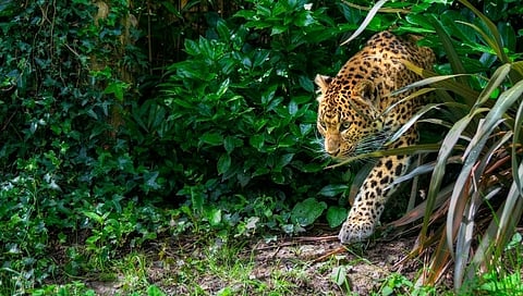 leopards in sugarcane fields