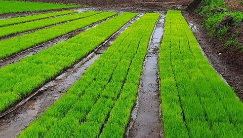maval farm