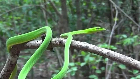 snake