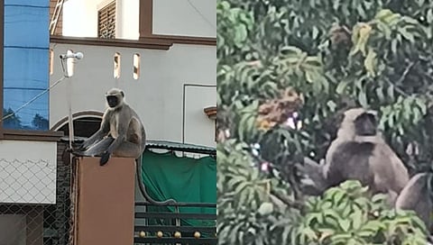 Big Black Monkey Troubling People in Akola