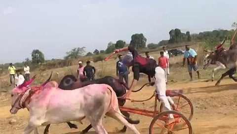 Bullock Cart Race