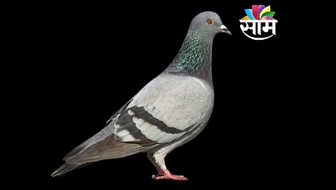 Homing Pigeon