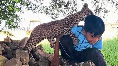 सर्कस नाही भो ही, याला म्हणतात, वाघाशी दोस्ती! पण आज संपलं सगळं