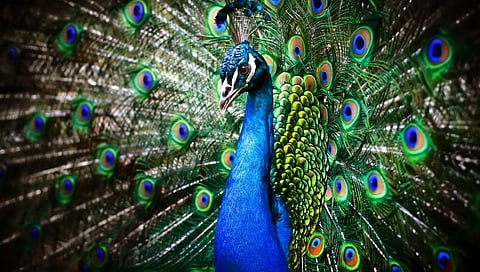 The accused who smuggled the peacocks was handed over to the Forest Department