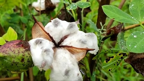 State government participation in insurance company profits