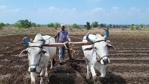 Pre monsoon farming has started in Nandurbar district