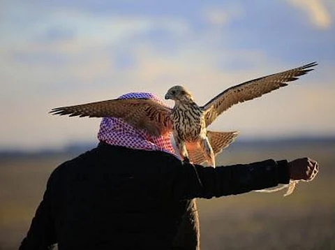 انطلاق فعاليات مهرجان الصقور بنسخته "7" في طريف