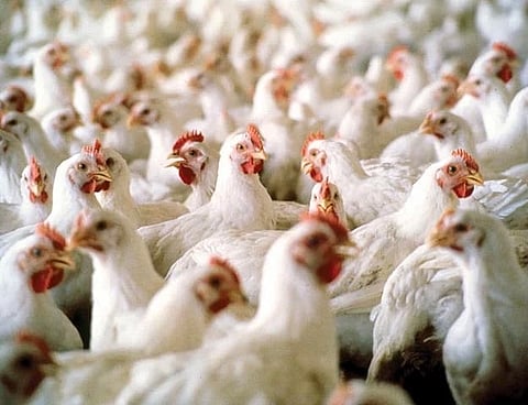 هل بالدجاج والألبان هرمونات إنتاج؟ مواطن يسأل و"الغذاء والدواء" تحسم