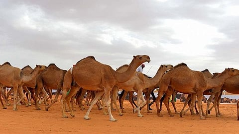 ملتقى سعودي أوروبي لبحث فرص الاستثمار في قطاع الإبل