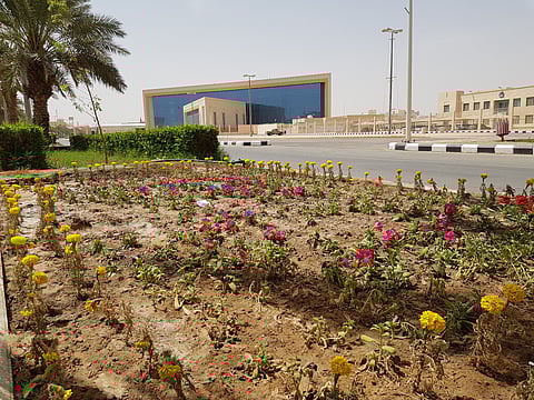 وادي الدواسر تزرع أكثر من 100 ألف زهرة في ميادين المحافظة