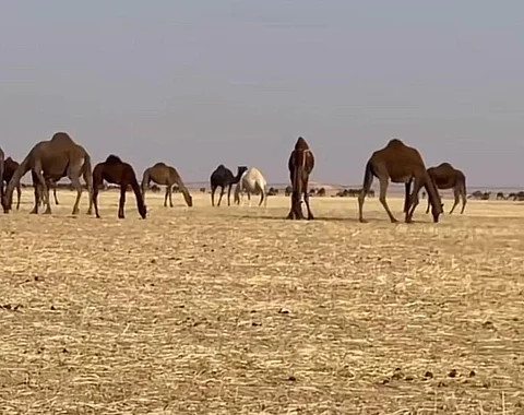 مجاناً.. مزارع بالأفلاج والسليل والدواسر تفتح أبوابها لترعى آلاف الإبل