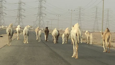 إبل سائبة تتجول بأحد الطرق في الدائري الجنوبي بمكة