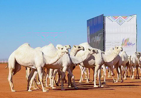 "الباتلي" يتسَيَّد.. إليك أفضل 5 فحول "وضح" بـ"مهرجان المؤسس للإبل 6"