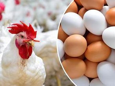 "الغذاء والدواء" ترفع الحظر المؤقت على استيراد لحوم الدواجن والبيض من الدنمارك