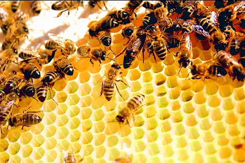 "البيئة" تعلن جازان ورجال ألمع والباحة مناطق لتربية النحل البلدي