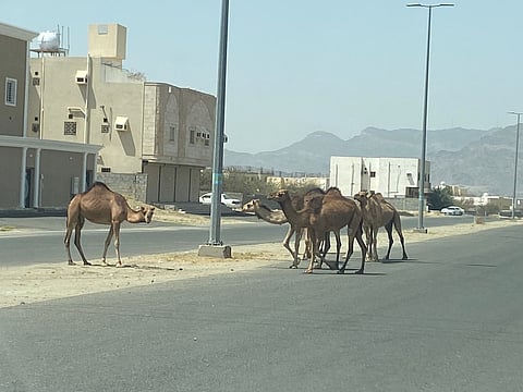 ظاهرة تستفحل.. إبل سائبة تتجوّل بشوارع "راشدية مكة" والرقابة غائبة