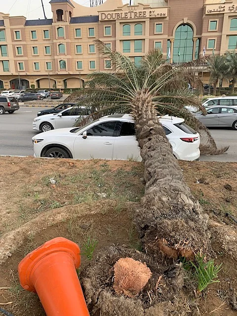 حادثة "النخلة والسيارة" لم تكن عابرة.. هنا الدرس المستفاد