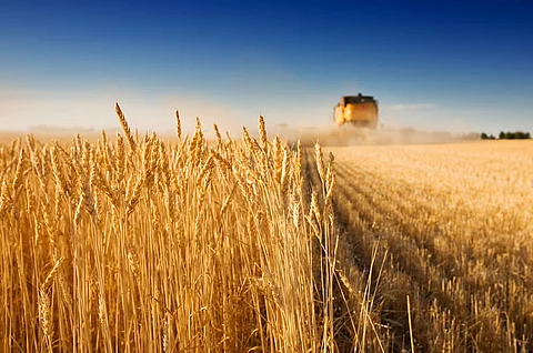 مُرَجّح رغم الحظر.. الهند تسمح بتصدير القمح للسعودية والإمارات