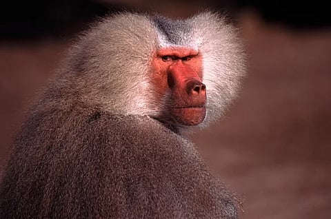 قرد البابون