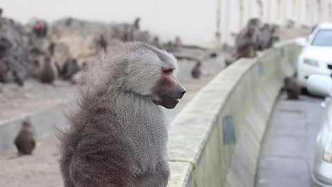 قرود البابون