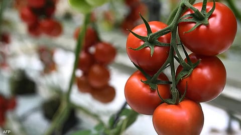 الطماطم المعدلة وراثيا ستكون مصدرا لفيتامين د