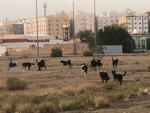 كلاب ضالة تجوب مخطط الملك فهد بالطائف