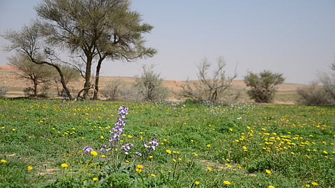 محمية الإمام تركي بن عبدالله الملكية