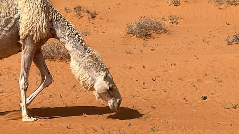 صحراء منطقة الجوف