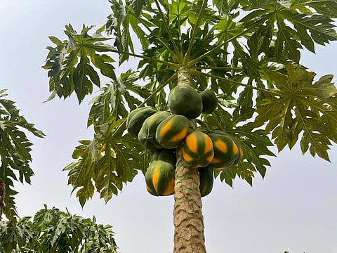 جازان ترفد الأسواق المحلية والعالمية بأكثر من 107 آلاف طن من الفواكه الاستوائية سنويًا