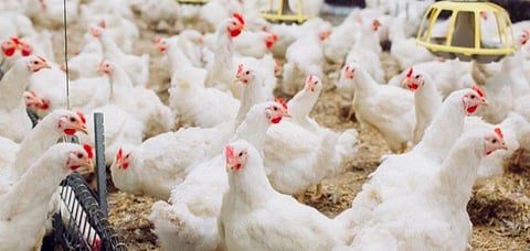 مشاريع لإنتاج الدواجن بتبوك