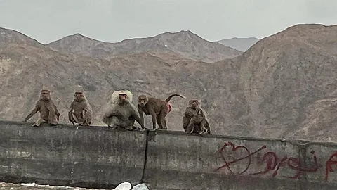 قرود البابون