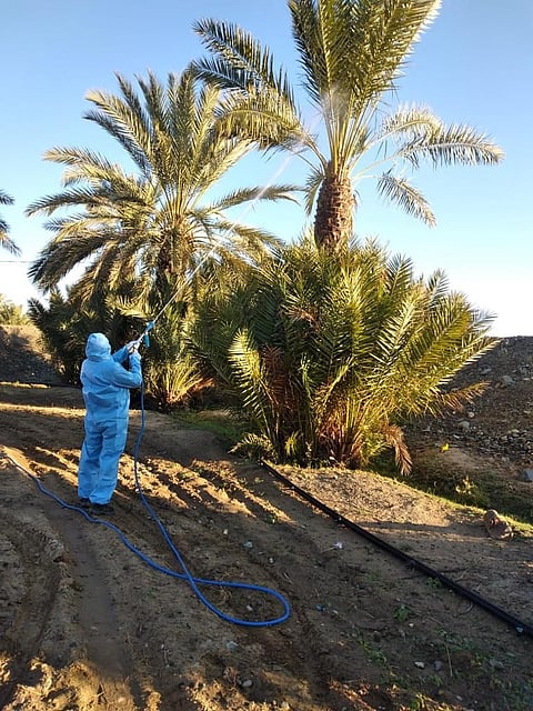 "بيئة الطائف" تتصدى للآفات الزراعية بأكثر من 25 ألف عملية وقائية