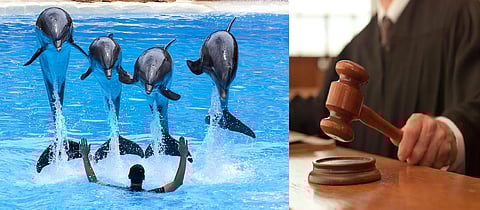 السماح بسفر 5 دلافين إلى جدة بعد محاكمةٍ استمرت أسابيع