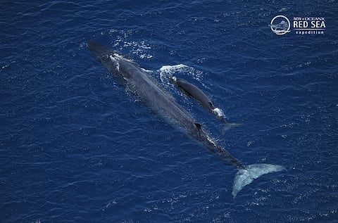 رصد "حوت برايد" في رحلة استكشاف.. "الفطرية": يحتاج إلى طن طعام يومياً