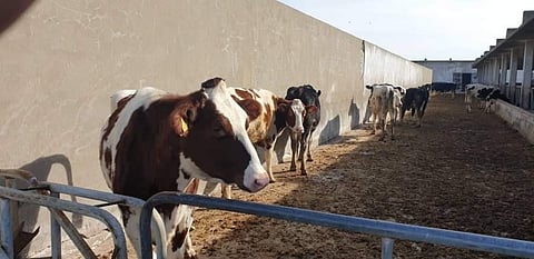 بعد واقعة "الخروف".. الشرطة تعتقل بقرة: "جريمتها بشعة وعقوبة ثقيلة تنتظرها"