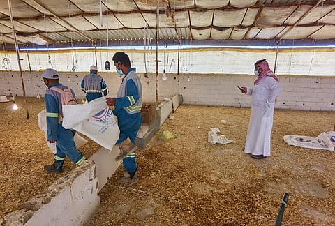 شاهد.. ضبط حظائر دواجن مخالفة وحضانات بيض فاسد بالطائف