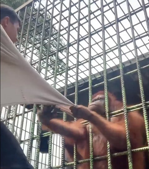 نهاية الهياط.. شاهد ما فعله إنسان الغاب بشاب حاول المزاح معه