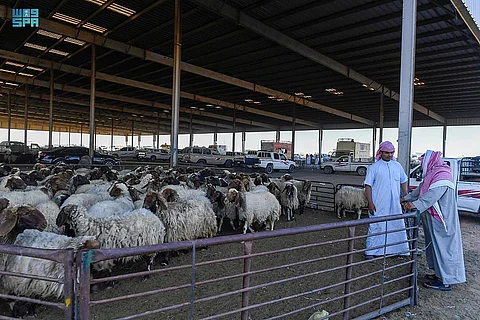 حركة شرائية مكثفة في سوق المواشي بتبوك.. الخروف "النجدي" يصل لـ 2300 ريال