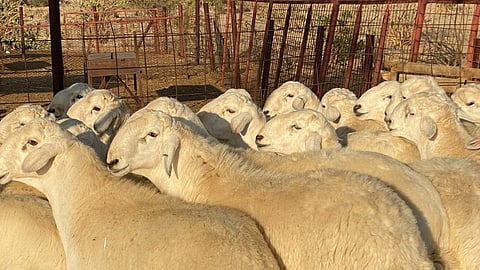 تطبيقات الأضاحي تشعل المنافسة.. وتطبيق "ذبائح ستيشن" يكسر غلاء أسعارها في مدينة جدة