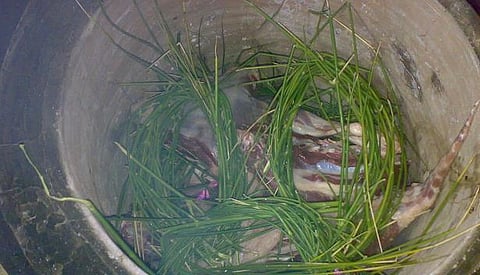 شجرتا المرخ والغلف تشهدان إقبالاً من متذوقي حنيذ "الأضاحي"