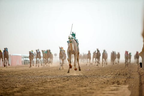 "نوّاره".. الأسرع في سباقات مفاريد اليوم الثالث بمهرجان ولي العهد للهجن 2022