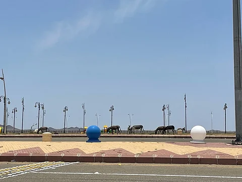 شاهد.. الحيوانات السائبة تعبث بأكبر مسطح أخضر في وادي الفرع