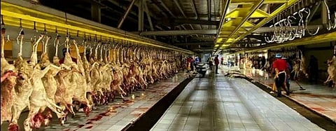 "مجازر المعيصم"بالمشاعر المقدسة تستقبل أضاحي الحجاج أول أيام عيد الأضحى