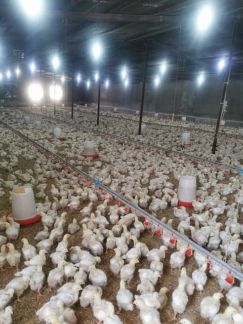 شاهد.. أمانة الطائف تضبط وافداً يدير مزرعة ومسلخاً بطريقة غير نظامية