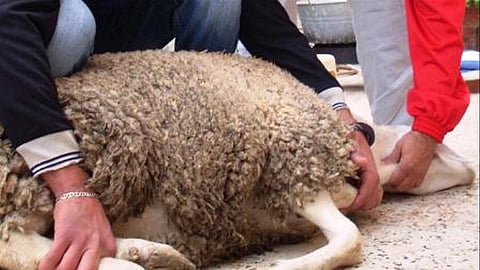 "أتريد أن تميتها موتات؟".. 8 شروط في الأضحية و10 مستحبات بالذبح