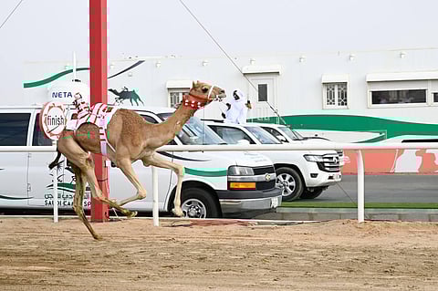 جانب من سباقات فئة اللقايا