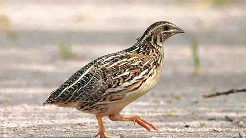 بالتفصيل.. هذه هي الطيور المسموح صيدها في "الخريف والشتاء" بالمملكة