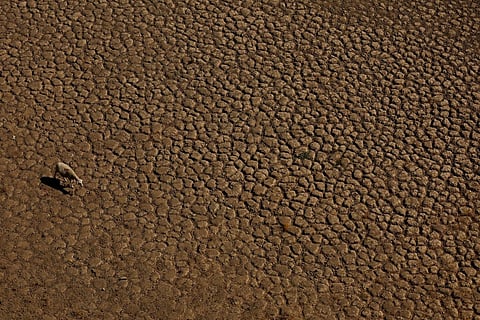 شاة تبحث عن المرعى