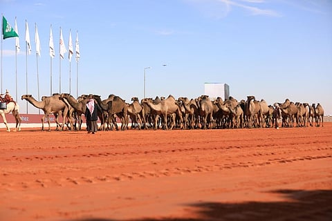 رحبوا بالقرارات الجديدة بمهرجان المؤسس.. مُلاك الإبل: تخلق حراكاً تنافسياً