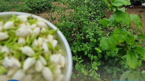 "الأرصاد": "جازان الفل" الأعلى تسجيلاً للأمطار.. وبشائر الخير مستمرة